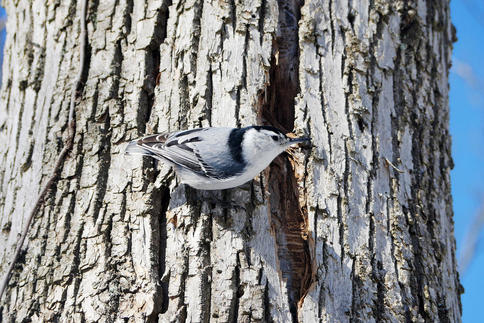 White-breasted-nuthatch.jpg